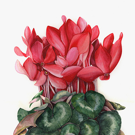 Натюрморт с цикламеном и чечёткой