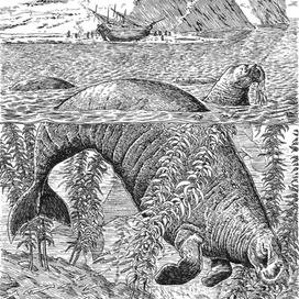 Пакетбот "Святой Пётр" на берегу. Пейзаж с коровами.