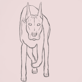Dog sketch