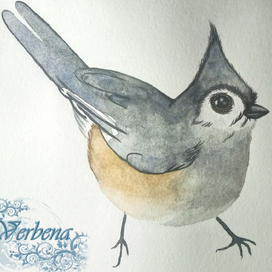 Хохлатая синица