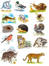 картинки для детского лото