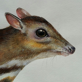 Канчиль забыл о ловушке, но ловушка не забыла о канчиле. Индонезийская пословица.