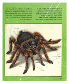 Журнал "Тева дварим","Черная вдова".