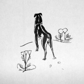 книга о собаках