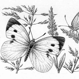 Капустница (белянка капустная)