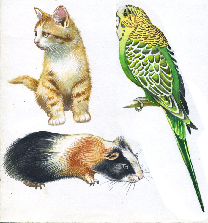 Животные для энциклопедии