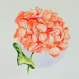 красная горттензия