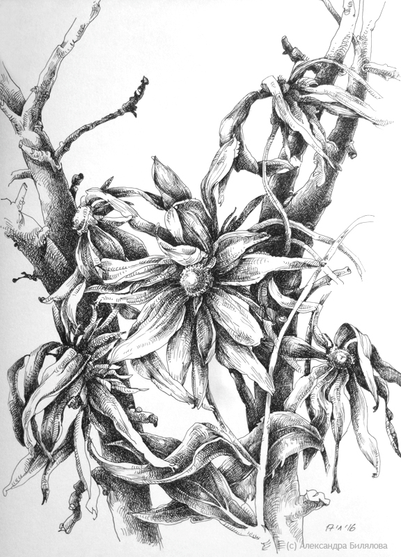 Рудбекия в веточках