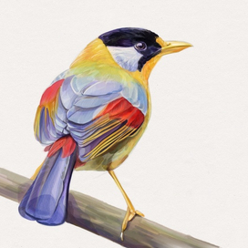 Иллюстрация. Птица