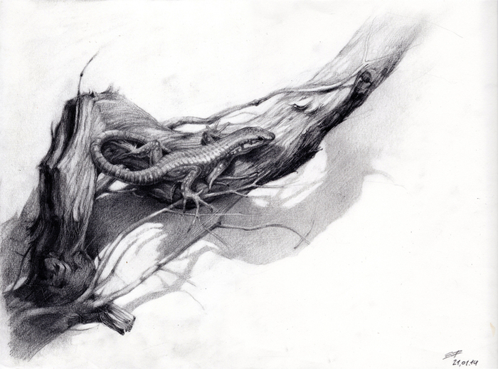 виноградная лоза