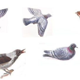 голуби и Ко