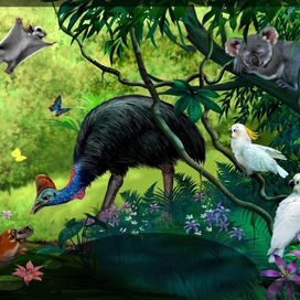 Джунгли Австралии