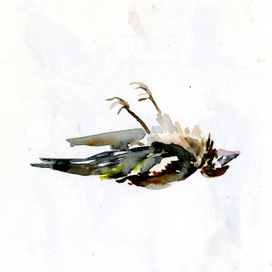 Птица, стеклянные шумозащитные заборы, смерть