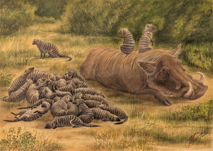 Полосатые мангусты и африканский бородавочник. Симбиоз ради выживания