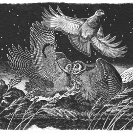 Столкновение неясытей малайских в предгорьях гималайских.