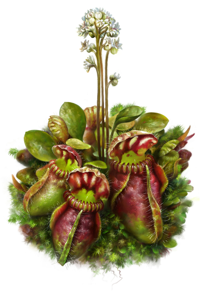 Цефалот. Ботаника