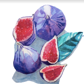 Инжир акварелью