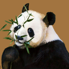 Иллюстрация для книги Брема «Жизнь животных» «Панда»