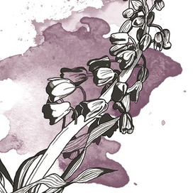 Фритиллярия