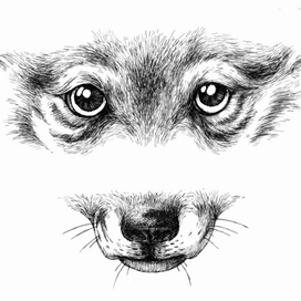 Белый Клык. Шмуцтитул к 2-й главе