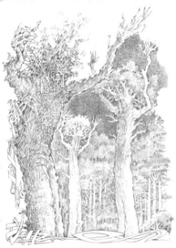 Властелин колец. Энты.