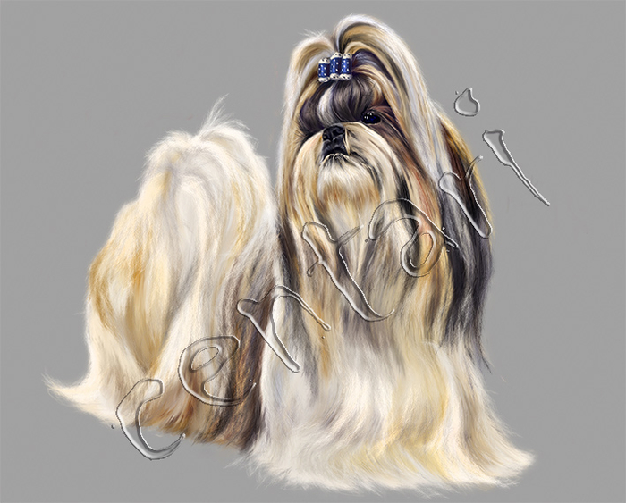 Shih Tzu
