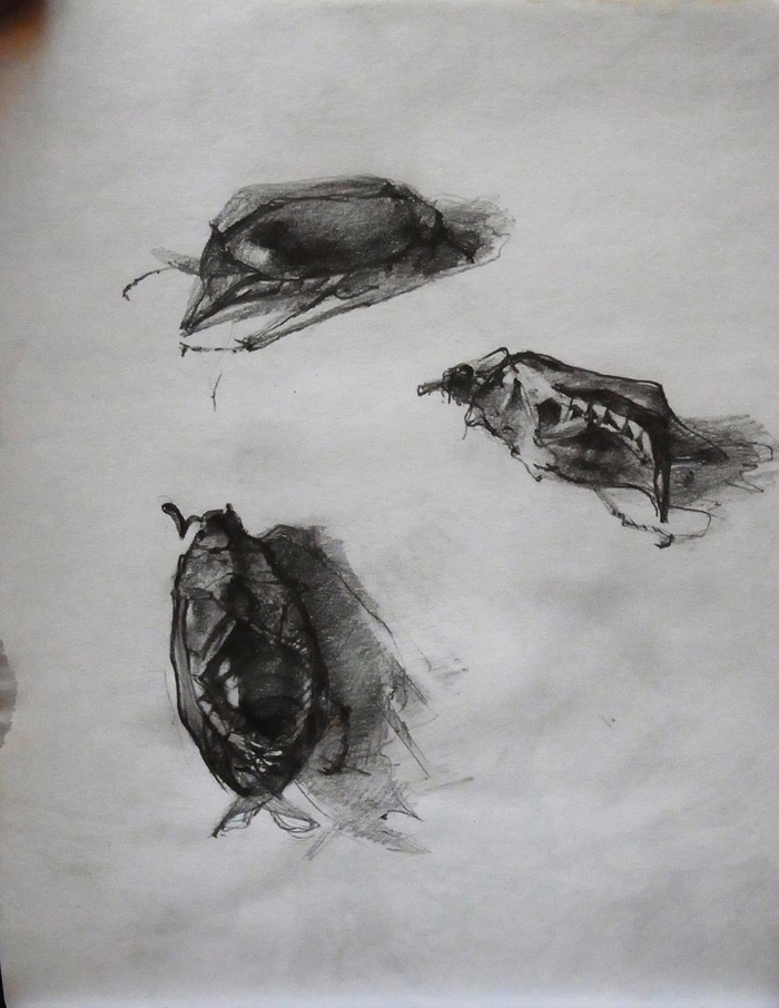 Почивший майский жук в трех поворотах