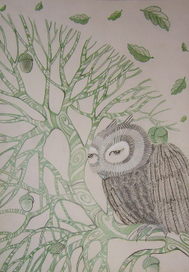 Дубовая сова.