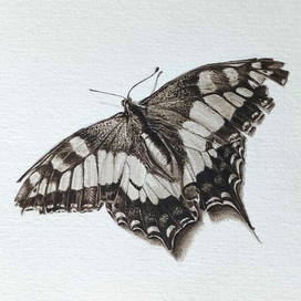 Бабочка -сепия