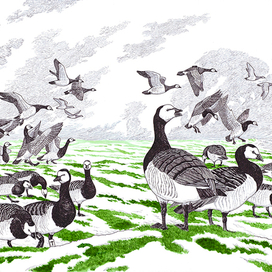 Белощёкая казарка.