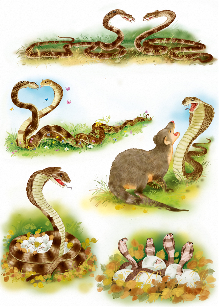 Жизненный цикл