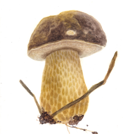 Болет бронзовый