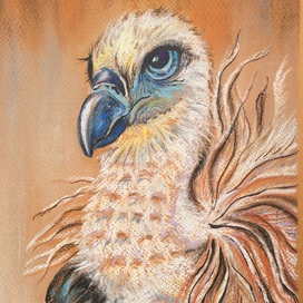 взгляд сипа 