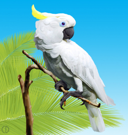 Иллюстрация для книги Брема «Жизнь животных» «Попугай»