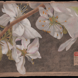 Ветка яблони