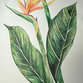 Ботаническая живопись