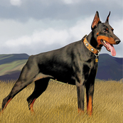 Иллюстрация для энциклопедии