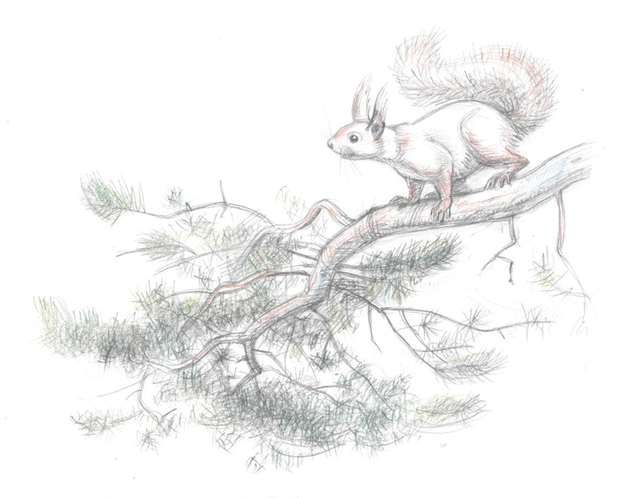 Евгений Шварц "Первоклассница", иллюстрация