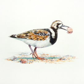 Камнешарка