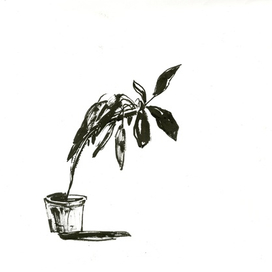 Унылый фикус