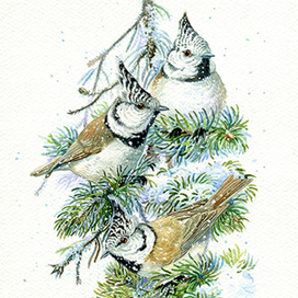 Гренадерки