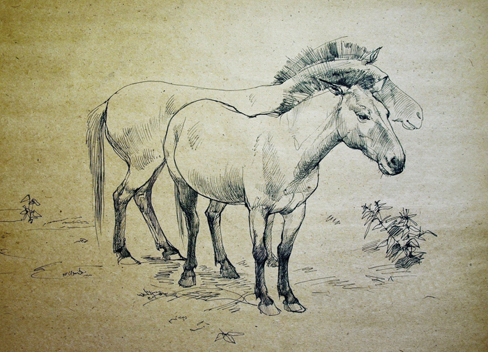 Пржевальские