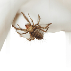 Arachnophobia IV
