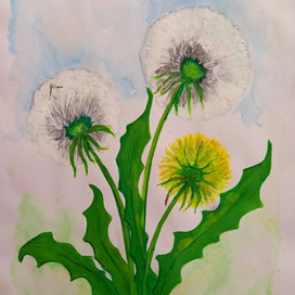 одуванчики