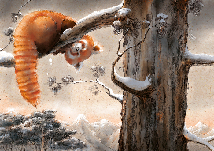 красная панда