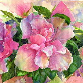 Розовые азалии