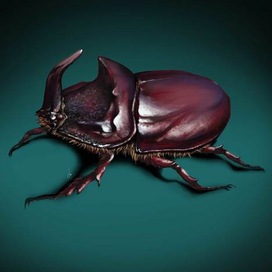 жук носорог