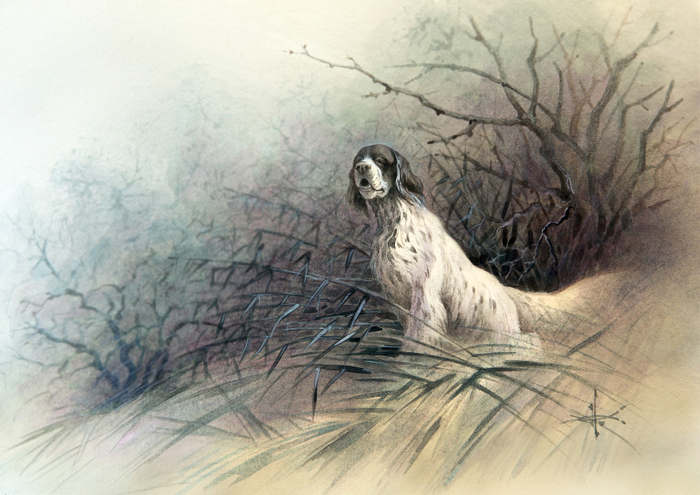 Подружейные собаки. Английский сеттер.