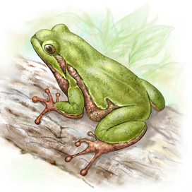 обыкновенная кваша