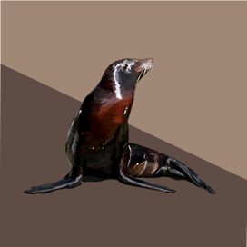 морской котик